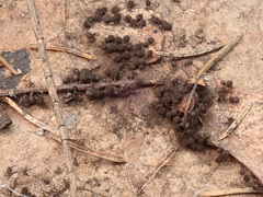 Lamproderma arcyrioides