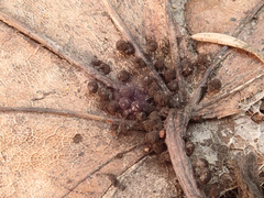 Lamproderma arcyrioides