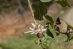 Passiflora sagasteguii