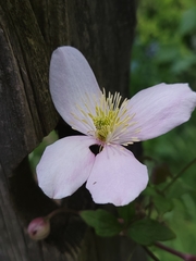 Clematis montana
