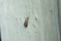 Annulipalpia