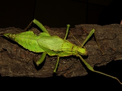 Heteropteryx dilatata