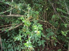 Pisonia donnellsmithii