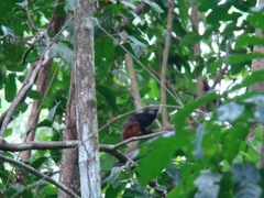 Saguinus fuscicollis