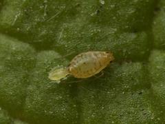 - (Myzus ornatus)