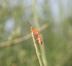 Cantharis melaspoides