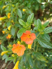 Streptosolen