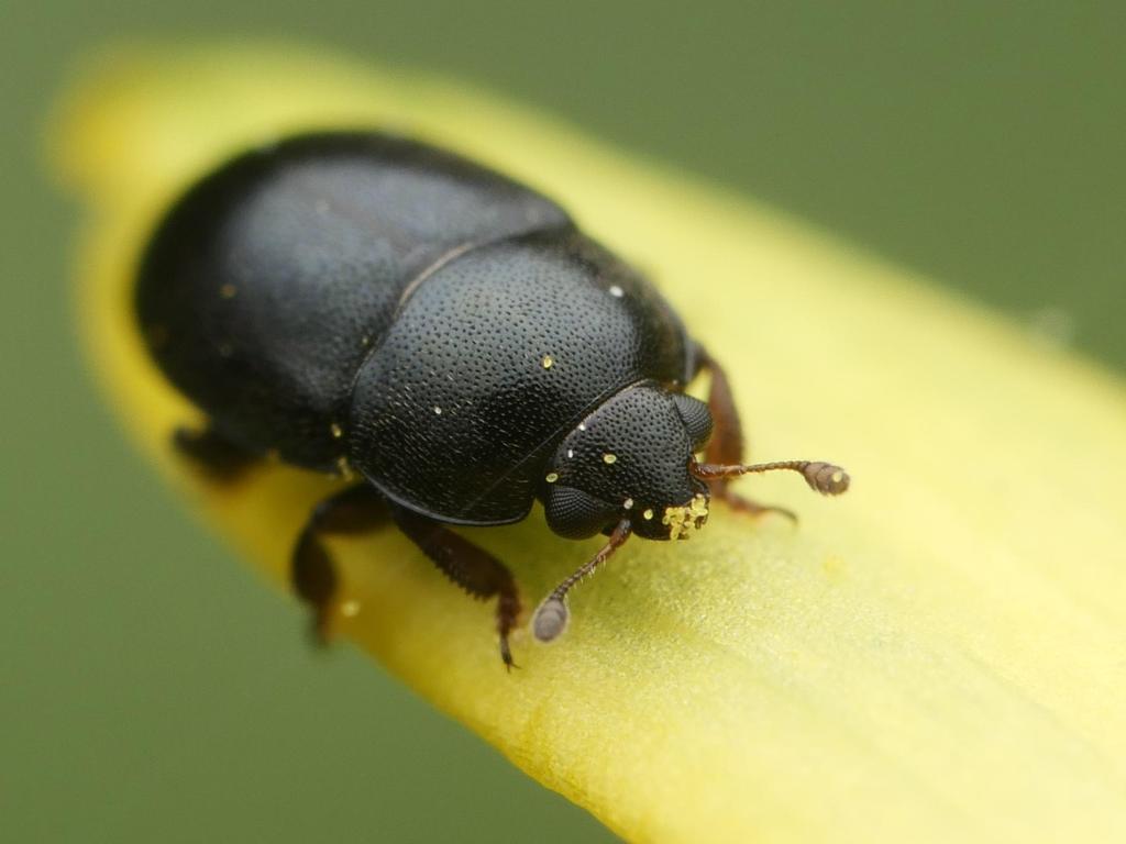 Brassicogethes subaeneus