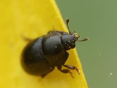 Nitidulidae