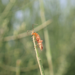 Cantharis melaspoides