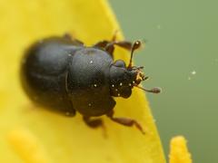 Nitidulidae
