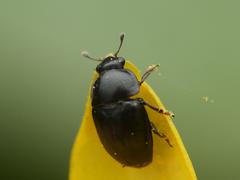 Nitidulidae