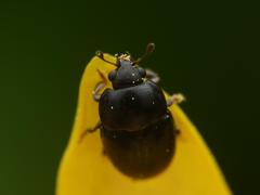 Nitidulidae