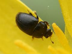 Nitidulidae