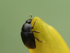 Nitidulidae