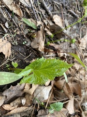 Packera schweinitziana