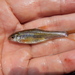 Korean Slender Gudgeon - Photo (c) nuchi, some rights reserved (CC BY-NC)