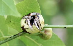 Phylloxera caryaecaulis