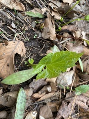 Packera schweinitziana