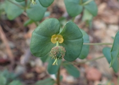 Euphorbia apios