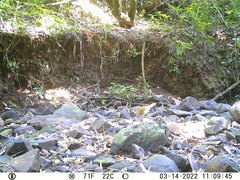 Myiothlypis rivularis