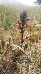 Pedicularis parviflora