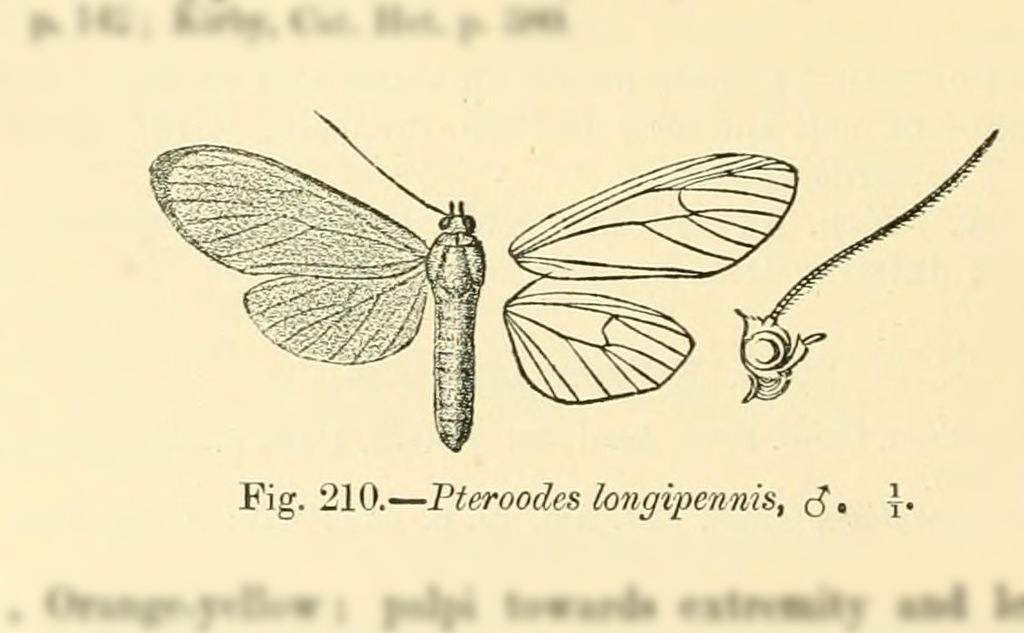 Pteroodes longipennis