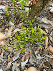 Psilotum