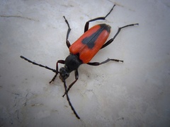 Stictoleptura cordigera