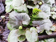 Ficaria verna