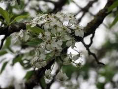 Pyrus syriaca