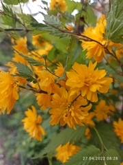 Kerria japonica