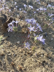 Eriastrum pluriflorum