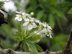 Pyrus syriaca