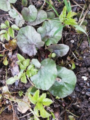 Ficaria verna