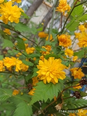 Kerria japonica