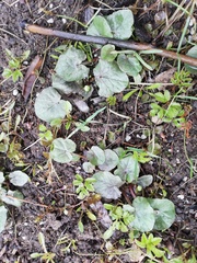 Ficaria verna