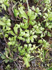 Anemonoides ranunculoides