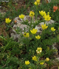 Ranunculus millefolius