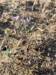 Eriastrum pluriflorum