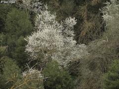 Prunus ursina