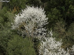 Prunus ursina