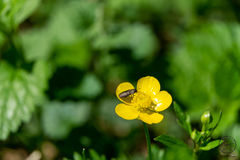 Anthaxia quadripunctata