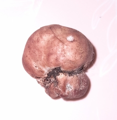 Fungi