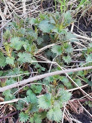 Urtica dioica