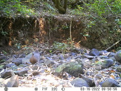 Crypturellus obsoletus