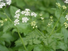 Anthriscus lamprocarpus