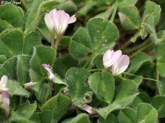 Trifolium israeliticum