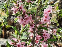 Prunus incana