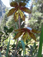 Liliorhiza